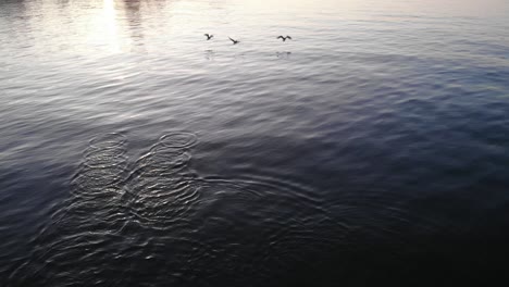 Reflexion-Des-Sonnenlichts-Und-Wellen-Auf-Dem-Wasser-Durch-Die-Vögel