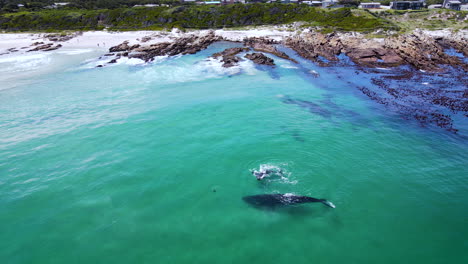 Southern-Right-whale-calf-frolics-next-to-mom-in-clear-shallows,-drone-view