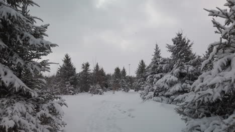 Wide-shot-of-snow-laden-fir-trees-on-a-Christmas-tree-farm