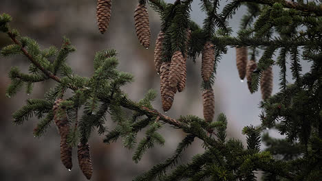 Close-up,-small-pine-cones-hanging-from-pine-tree