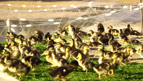 Several-little-yellow-chicks-walk-together-in-a-small-enclosure-over-the-green-grass-in-the-blazing-sun-in-Cambodia