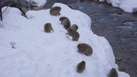 Truppe-Japanischer-Makaken-Im-Schnee