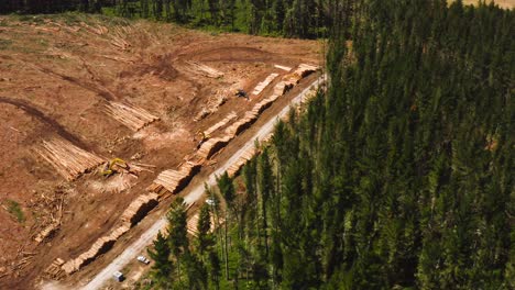 Logging-industry-impact-on-pine-tree-forest,-large-wood-pile-storage-processing-plant,-aerial