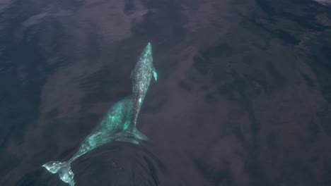 Erstaunliche-Klarheit-Zweier-Grauwale,-Die-In-Der-Nähe-Von-Dana-Point,-Kalifornien,-Wandern
