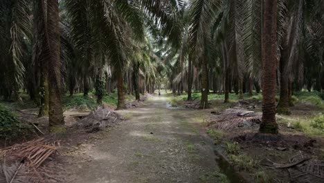 Aerial-footage-of-a-person-standing-in-the-middle-of-a-gravel-road-that-leads-through-a-central-American-palm-oil-plantation