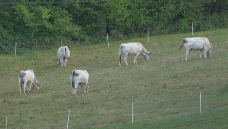 Rebaño-De-Vacas-Cultivando-En-El-Campo-Agrícola,-Granja-De-Producción-De-Leche-O-Carne,-Productos-Lácteos,-Pastoreo-De-Ganado