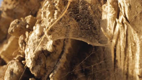 cobwebs-on-the-thick-bark-of-a-giant-tree-blowing-in-the-breeze-creepy-hints-of-spiders-haunting-quiet-peaceful-breathing-organic-nature