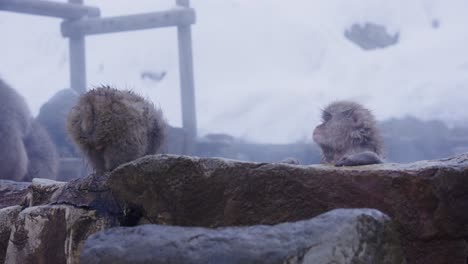 Japanese-Snow-Monkeys-Relaxing-in-Hot-Spring-in-Winter,-Nagano