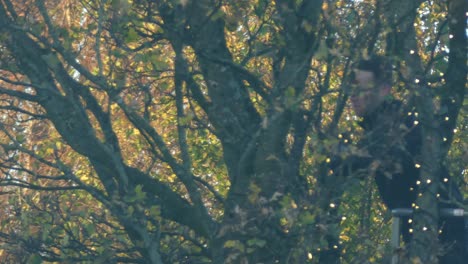 Male-climbing-tree-hanging-Christmas-lights-around-branches-on-cherry-picker-crane