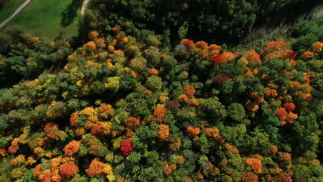 Luftaufnahme-über-Einen-Dichten-Herbstwald-Mit-Blick-Auf-Einen-Kiesweg-Am-Waldrand-In-Lettland,-Nordeuropa