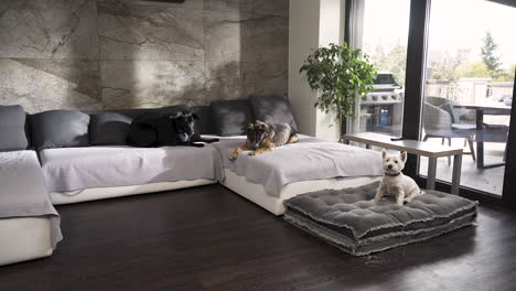 Three-dogs-in-a-modern-apartment,-two-jumping-from-a-sofa,-one-sitting