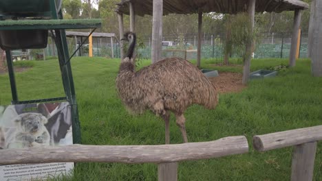 Ostrich-bird-stands-still-and-look-around-at-Sydney-Zoo