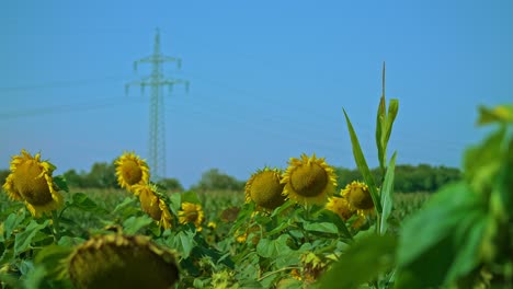 A-fasrt-driving-tractor-is-passing-by-a-field-of-sunflowers