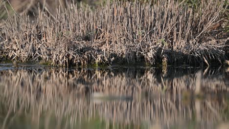 Trockenes-Gras-Am-Ufer-Des-Teiches-Mit-Stiller-Wasserspiegelung