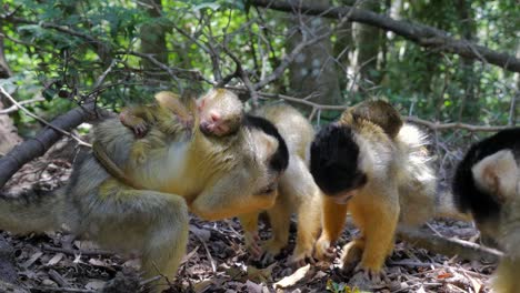 Squirrel-Monkey-in-jungle-playing-grooming-and-eating_mother-and-baby