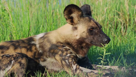 Afrikanischer-Bemalter-Hund,-Der-Auf-Dem-Gras-In-Der-Nähe-Des-Khwai-Flusses-In-Botswana,-Südafrika,-Liegt