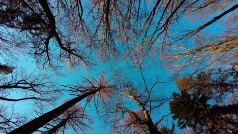View-up-into-the-treetops-and-blue-sky-in-sunny-calm-weather---rotating-shot
