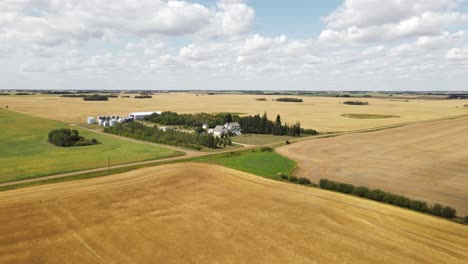 Large-crops-of-golden,-brown-wheat-in-the-rural-countryside-of-Alberta,-Canada