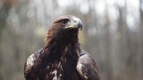 Golden-eagle-looking-around,-extreme-closeup-of-head,-beak-and-eyes,-forest-background,-front-static-view