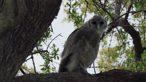 Giant-Eagle-Owl-On-Tree-Branch-Curiously-Looking-At-Camera