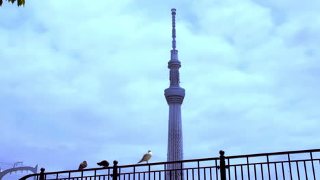 Tokyo-Skytree,-Asakusa,-Tokio,-Japan,-Ca.-April-2020:-Möwe,-Krähe,-Taube-Sitzen-An-Einem-Friedlichen-Frühlingstag-Auf-Einem-Eisenzaun,-Wie-Man-Den-Berühmten-Tokyo-Skytree-Mit-Wolkenverhangenem-Blauen-Himmel-Dahinter-Sieht