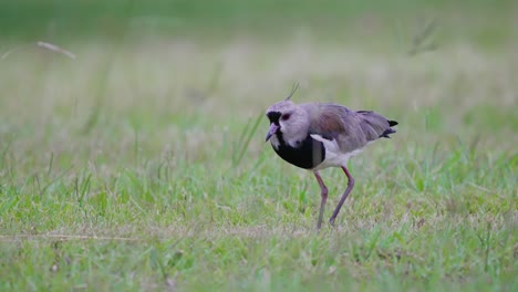 High-alert,-southern-lapwing,-vanellus-chilensis-standing-on-the-open-field-and-looking-for-food,-wildlife-ground-level-close-up-shot-during-daytime