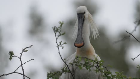 Eurasian-Spoonbill-with-long-characteristic-beak-and-head-feathers---full-shot