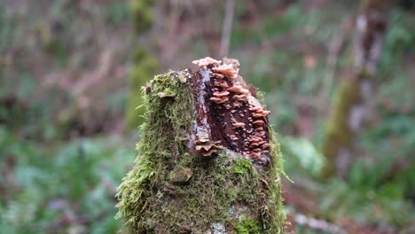 Zoom-in-of-Pink-Mushrooms-on-a-Dead-Mossy-Tree---Rosy-Oysterling