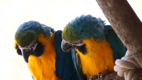 Cute-Couple-of-Blue-and-Yellow-Macaw-Parrots-perched-on-branch-during-bright-sunny-day-in-national-park-Super-slow-motion-footage