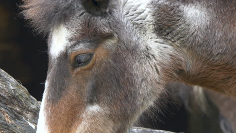 Close-up-shot-of-speckled-beautiful-horse-with-black-eyes-resting-outdoors-in-nature-during-daytime
