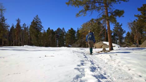 Hiker-walking-away-from-the-camera-on-a-snowy-trail-in-a-pine-forest-during-winter