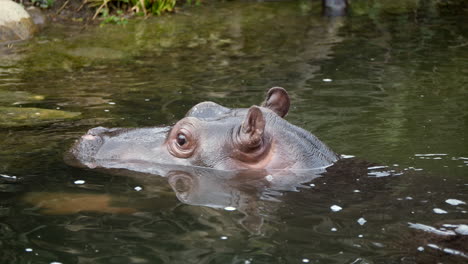 Toma-En-Cámara-Lenta-De-Hipopótamo-Bebé-Enfriándose-En-Un-Lago-De-Agua-Salvaje-En-El-Parque-Nacional,-De-Cerca