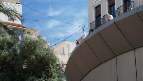 Palomas-Disfrutando-Del-Sol-Y-Gente-Paseando-Por-La-&quot;plaza-Nueva&quot;,-Alicante