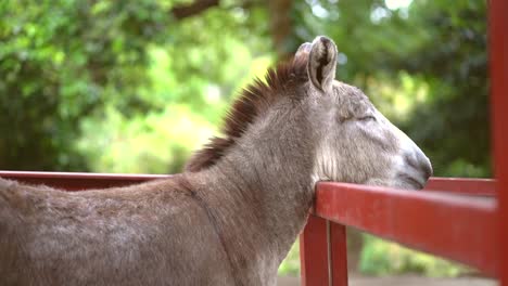 Cute-donkey-moving-his-head-in-farm