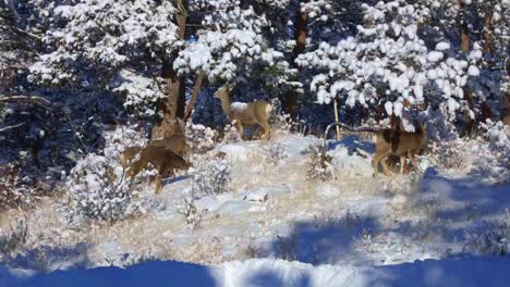 Mule-Deer-grazing-along-a-hillside-in-front-of-a-frozen-forest-during-the-winter-in-Colorado