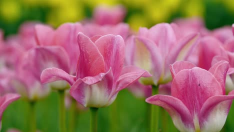 Primer-Plano-De-Tulipanes-Rosas-En-Un-Campo-De-Tulipanes-Rosas