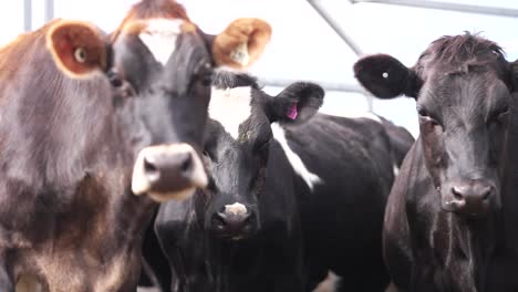 Neugierig-Aussehende-Kühe-Direkt-In-Die-Kamera,-Neugierige-Rinder-An-Einem-Sonnigen-Tag,-Nahaufnahme