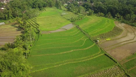 Aerial-view-of-watery-rice-fields
