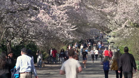 People-Walk-And-Jog-Under-Canopy-Of-Cherry-Blossom-Trees-In-Central-Park,-N