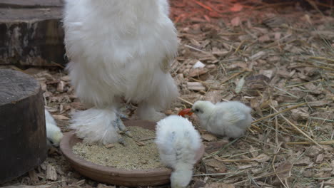 Close-up-shot-of-white-chicken-family-eating-on-farm,-white-adult-hen-with-soft-feathers-and-many-baby-chicken