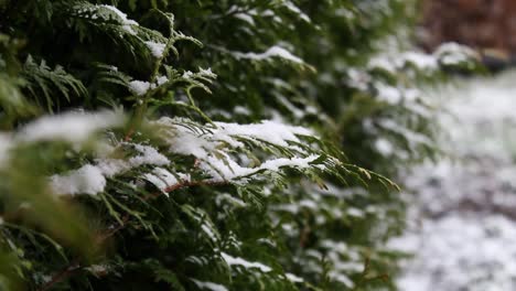 Snow-covered-tree-leaves-blowing-in-the-breeze-outside-in-a-garden-during-the-snowy-springtime