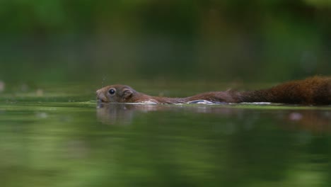 Nahaufnahme-Eines-Flauschigen-Roten-Eichhörnchens,-Das-Mit-Einer-Haselnuss-Im-Maul-über-Einen-Kleinen-Fluss-Schwimmt