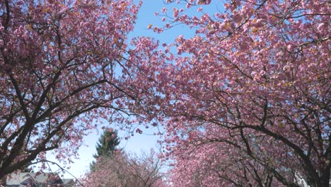 dense-foliage-of-pink-Cherry-blossom-tree-blowing-in-the-wind-during-a-beautiful-bright-blue-day-in-vancouver-bc-medium-tight-panning-down-to-street-cars-parked-peaceful-safe-calm