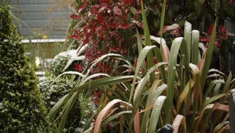 Hagel-Fällt-Auf-Phormium-Im-Britischen-Frühlingsgarten