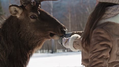 Close-up-of-people-feeding-a-wild-reindeer-with-their-hands,-tourist-attraction-in-snowy-destination