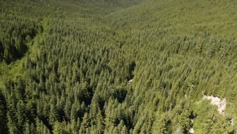 Luftwagen-In-Der-Neigung-Eines-Grünen-Hügels,-Der-Mit-Dichten-Grünen-Kiefernwäldern-Bedeckt-Ist-Und-An-Einem-Bewölkten-Tag-Berge-Im-Hintergrund-Freigibt,-British-Columbia,-Kanada