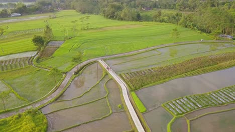 Aerial-view-of-terraced-rice-fields-with-a-small-road-in-the-middle-passed-by-a-group-of-children-in-Magelang,-Indonesia