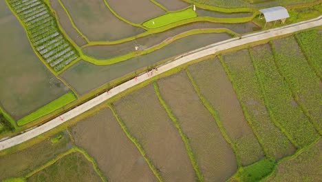 Drone-top-view-showing-group-of-people-walking-on-road-between-rice-fields-in-Indonesia