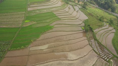 Flug-über-Das-Tonoboyo-Reisfeld,-Magelang,-Zentral-Java,-Indonesien