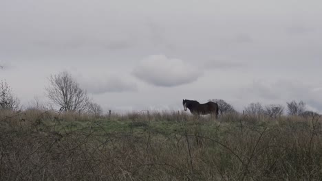 Ein-Einzelnes-Braunes-Pferd-Auf-Einem-Bauernhoffeld-In-Lancashire,-England